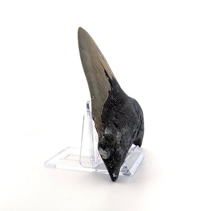 Megalodon tooth fossil (4.54") from Miocene, USA - FossilsAndMore