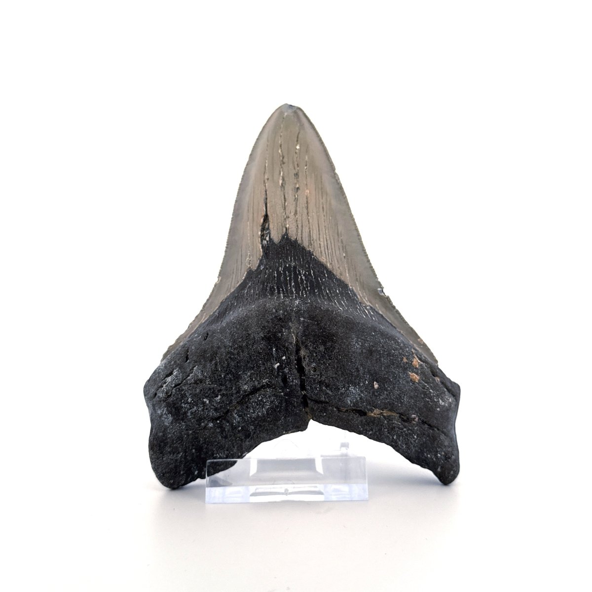 Megalodon tooth fossil (4.54") from Miocene, USA - FossilsAndMore