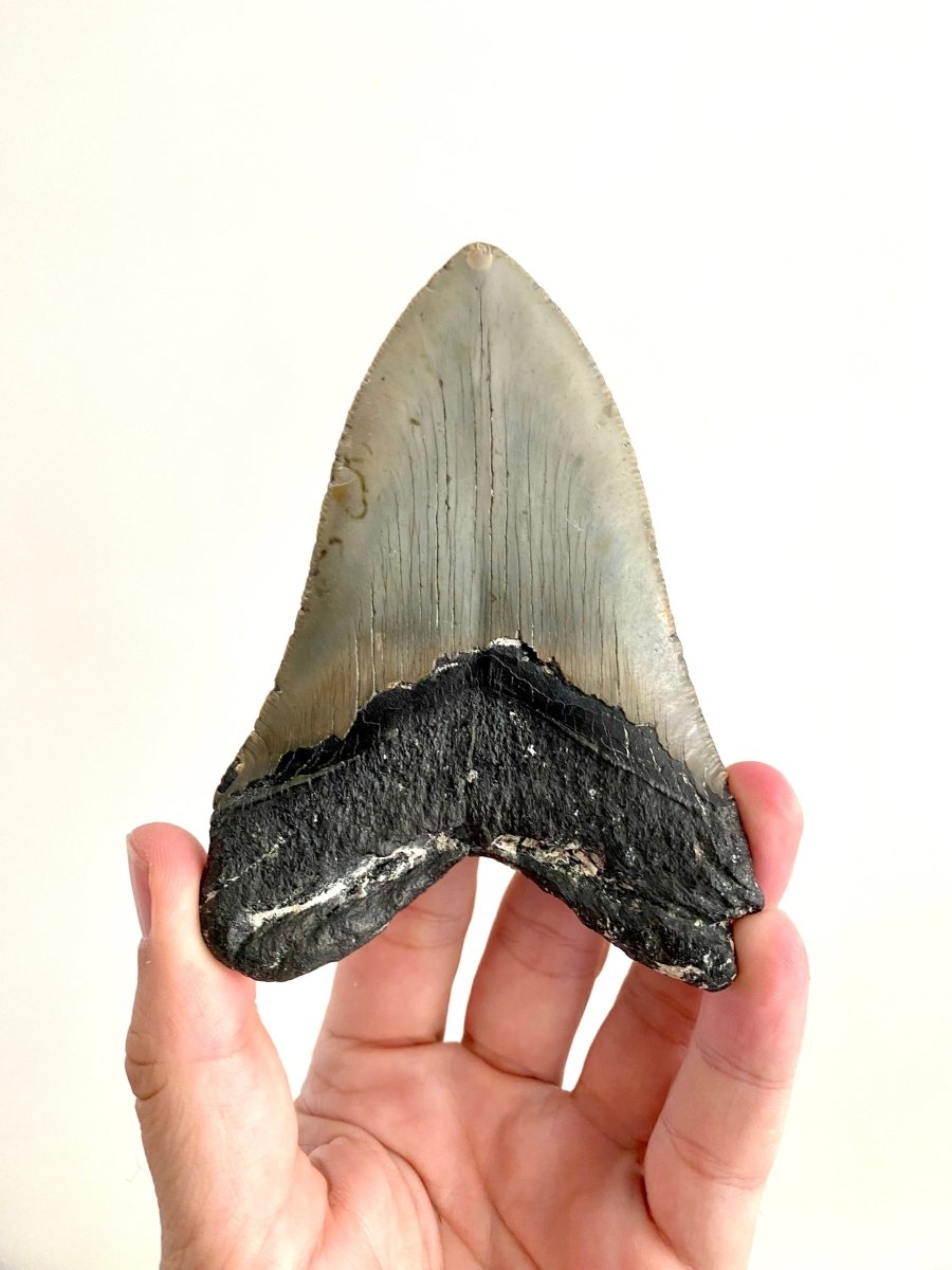 Megalodon tooth fossil (4.61") - Miocene period, USA - FossilsAndMore