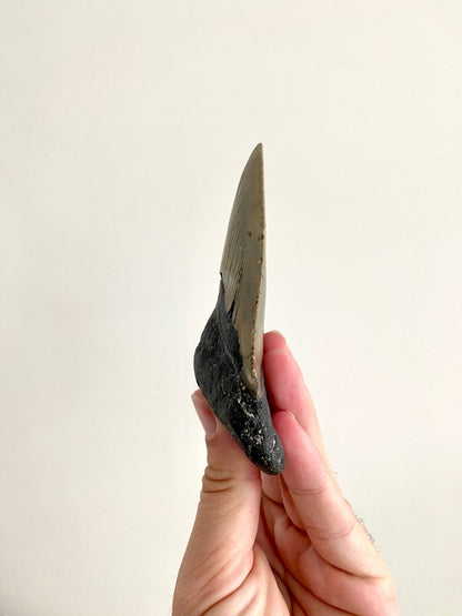 Megalodon tooth fossil (4.61") - Miocene period, USA - FossilsAndMore