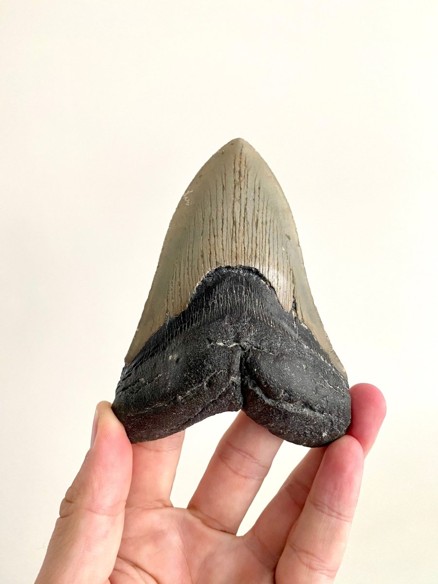 Megalodon tooth fossil (4.61") - Miocene period, USA - FossilsAndMore