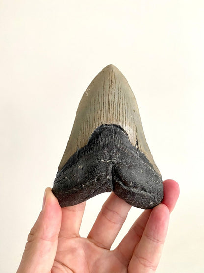 Megalodon tooth fossil (4.61") - Miocene period, USA - FossilsAndMore