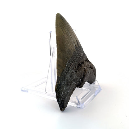 Megalodon tooth fossil (4.63") - Miocene, USA - FossilsAndMore