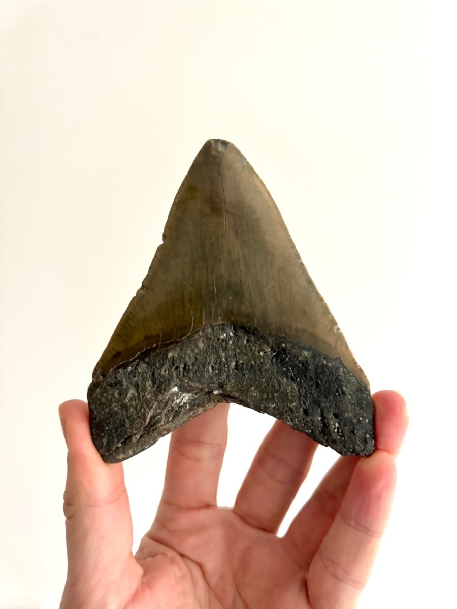 Megalodon tooth fossil (4.63") - Miocene, USA - FossilsAndMore