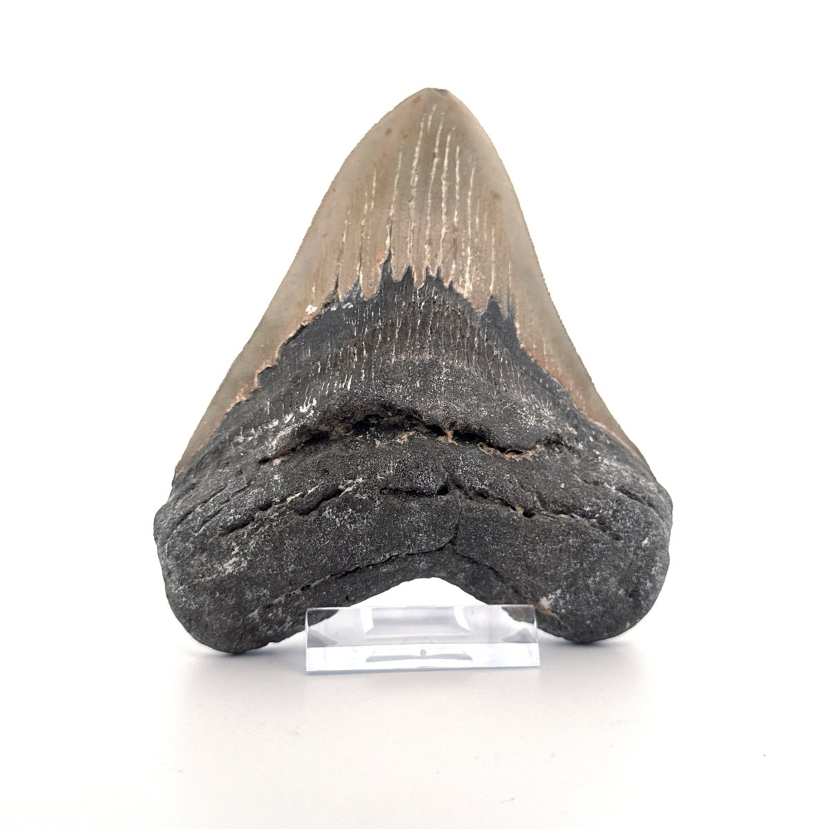 Megalodon tooth fossil (4.65") from Miocene, USA - FossilsAndMore