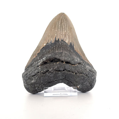 Megalodon tooth fossil (4.65") from Miocene, USA - FossilsAndMore