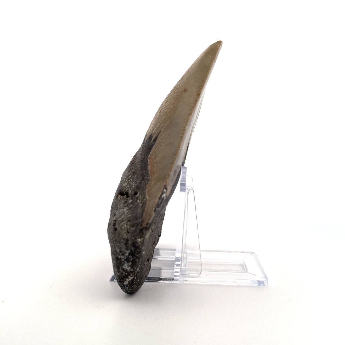 Megalodon tooth fossil (4.65") from Miocene, USA - FossilsAndMore