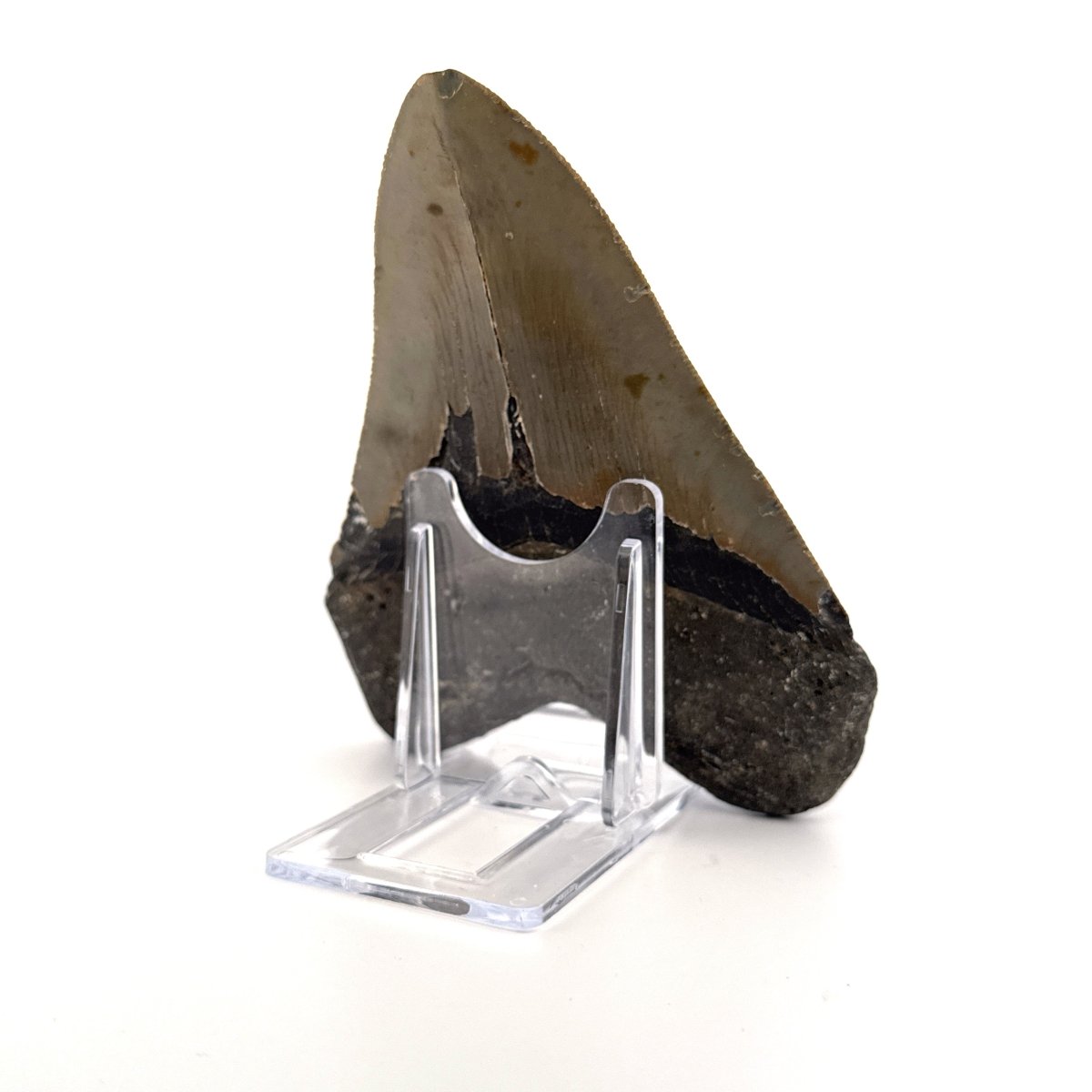 Megalodon tooth fossil (4.65") from Miocene, USA - FossilsAndMore