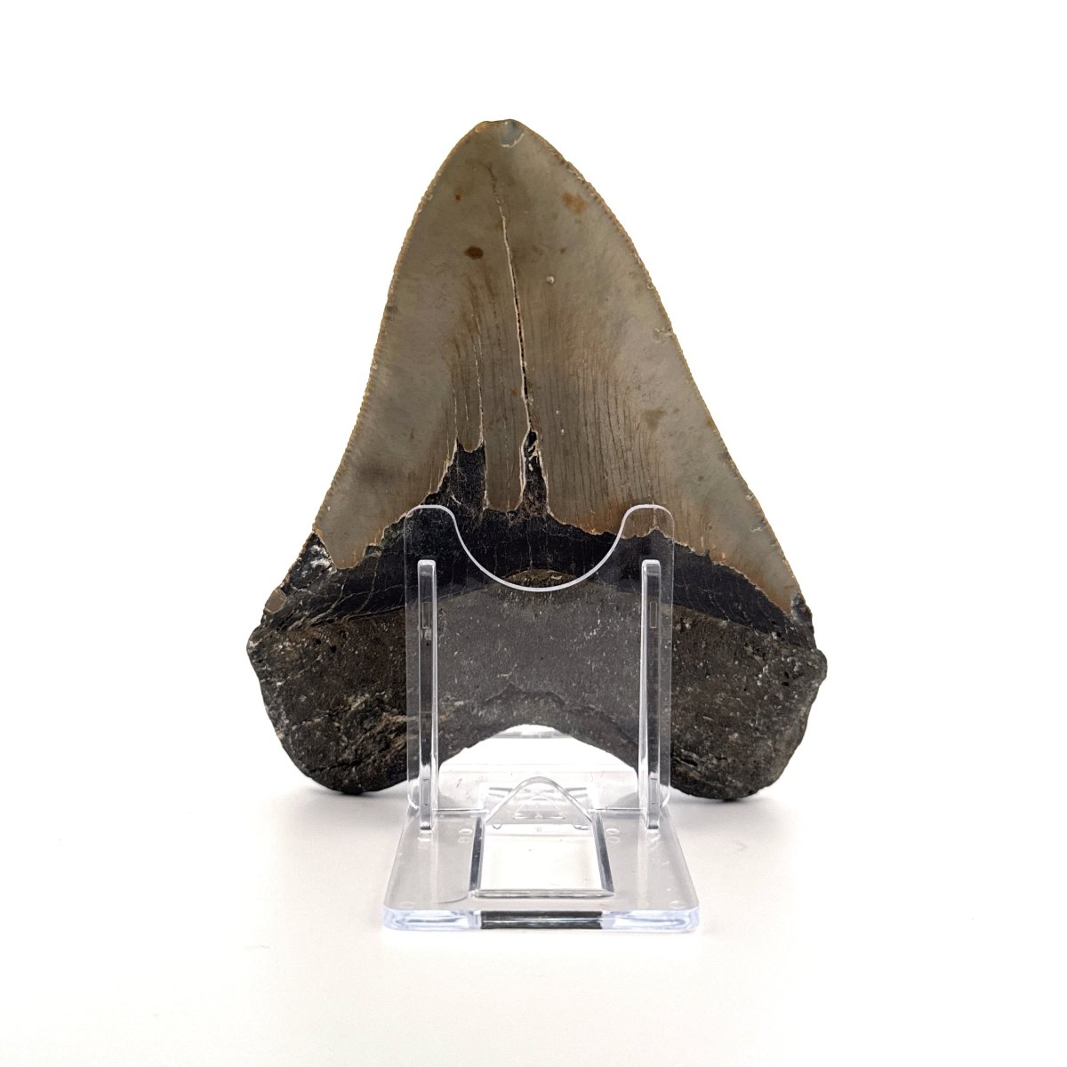 Megalodon tooth fossil (4.65") from Miocene, USA - FossilsAndMore