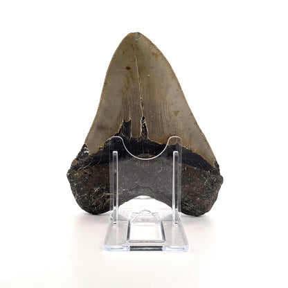 Megalodon tooth fossil (4.65") from Miocene, USA - FossilsAndMore
