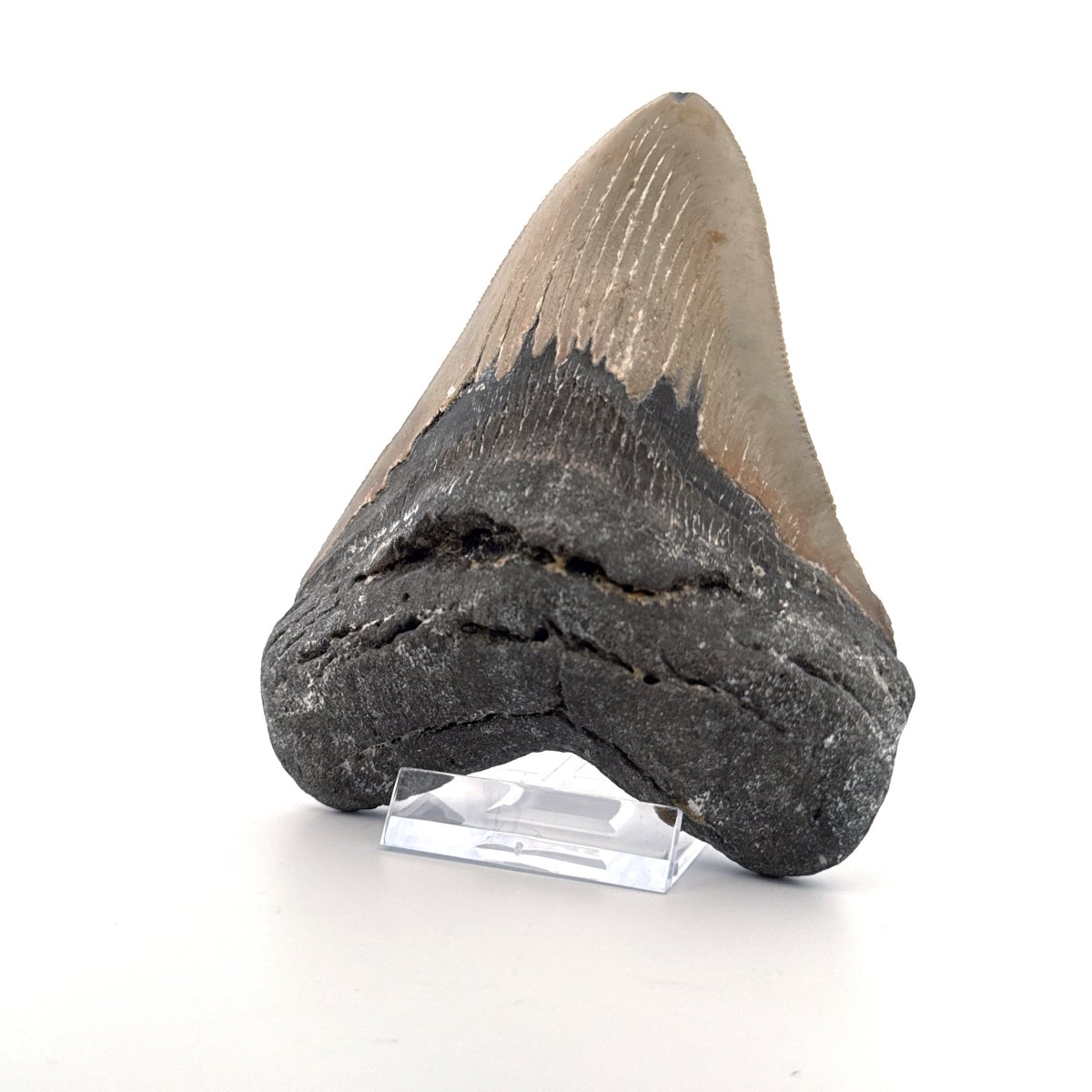 Megalodon tooth fossil (4.65") from Miocene, USA - FossilsAndMore