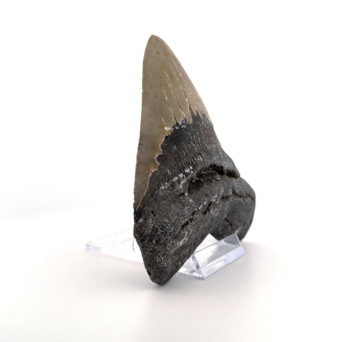 Megalodon tooth fossil (4.65") from Miocene, USA - FossilsAndMore
