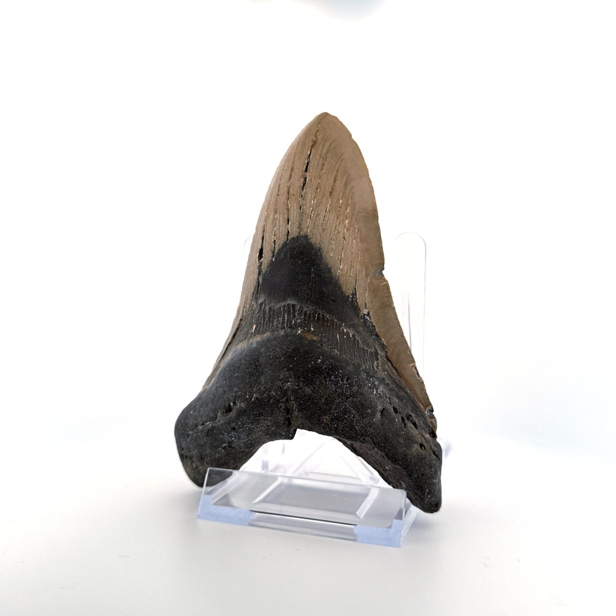 Megalodon tooth fossil (5.03") from Miocene, USA - FossilsAndMore