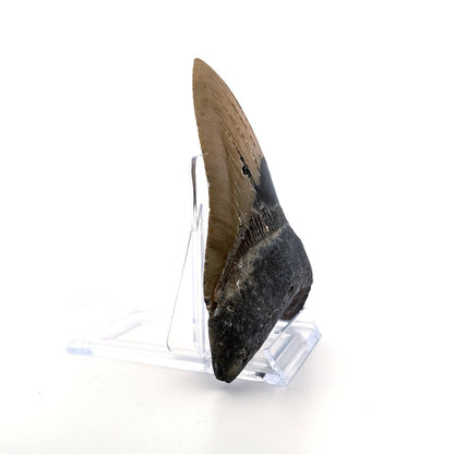 Megalodon tooth fossil (5.03") from Miocene, USA - FossilsAndMore