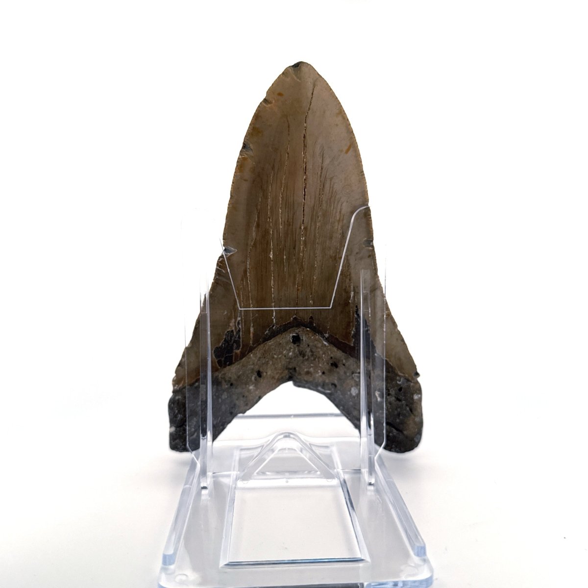 Megalodon tooth fossil (5.03") from Miocene, USA - FossilsAndMore