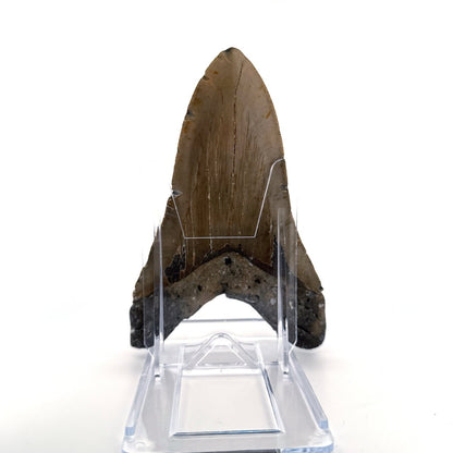 Megalodon tooth fossil (5.03") from Miocene, USA - FossilsAndMore