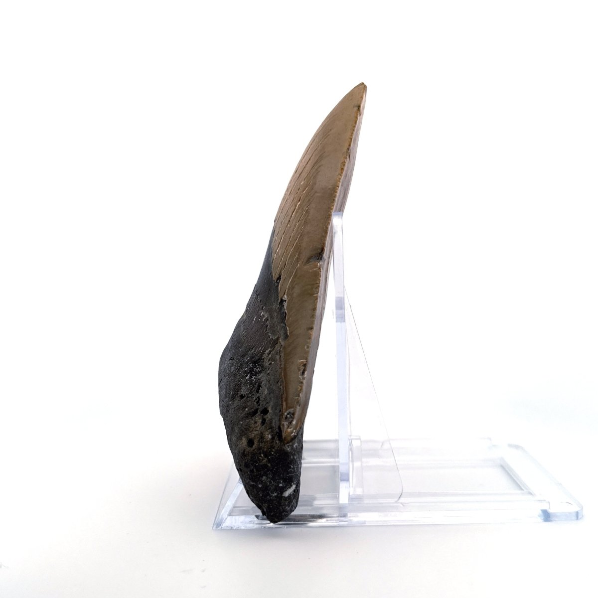 Megalodon tooth fossil (5.03") from Miocene, USA - FossilsAndMore