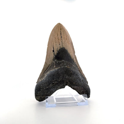 Megalodon tooth fossil (5.03") from Miocene, USA - FossilsAndMore