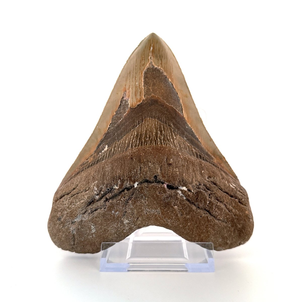 Megalodon tooth fossil (5.61") - Miocene, USA - FossilsAndMore