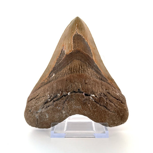 Megalodon tooth fossil (5.61") - Miocene, USA - FossilsAndMore