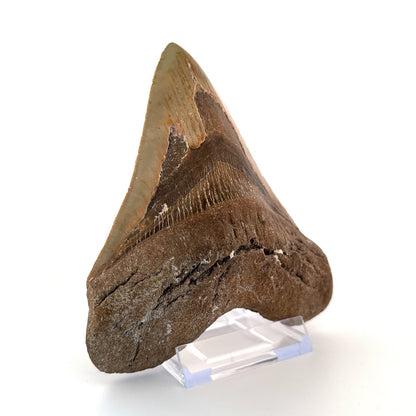 Megalodon tooth fossil (5.61") - Miocene, USA - FossilsAndMore