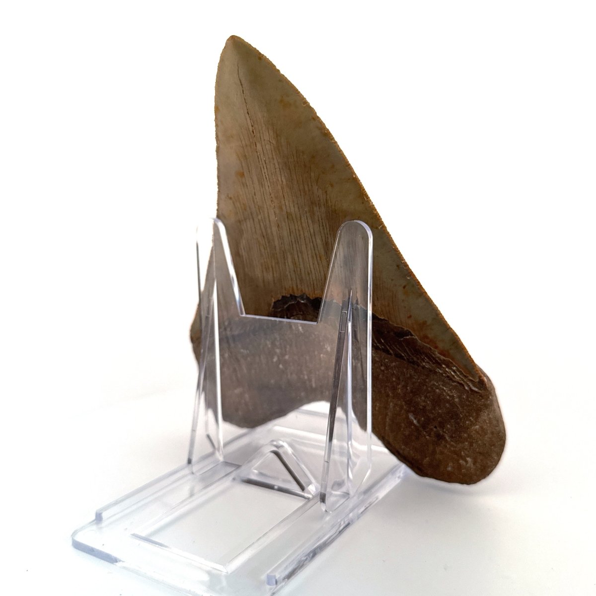 Megalodon tooth fossil (5.61") - Miocene, USA - FossilsAndMore