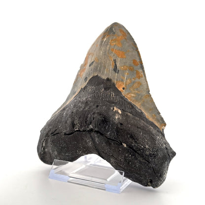 Megalodon tooth fossil (5.66") from Miocene, USA - FossilsAndMore