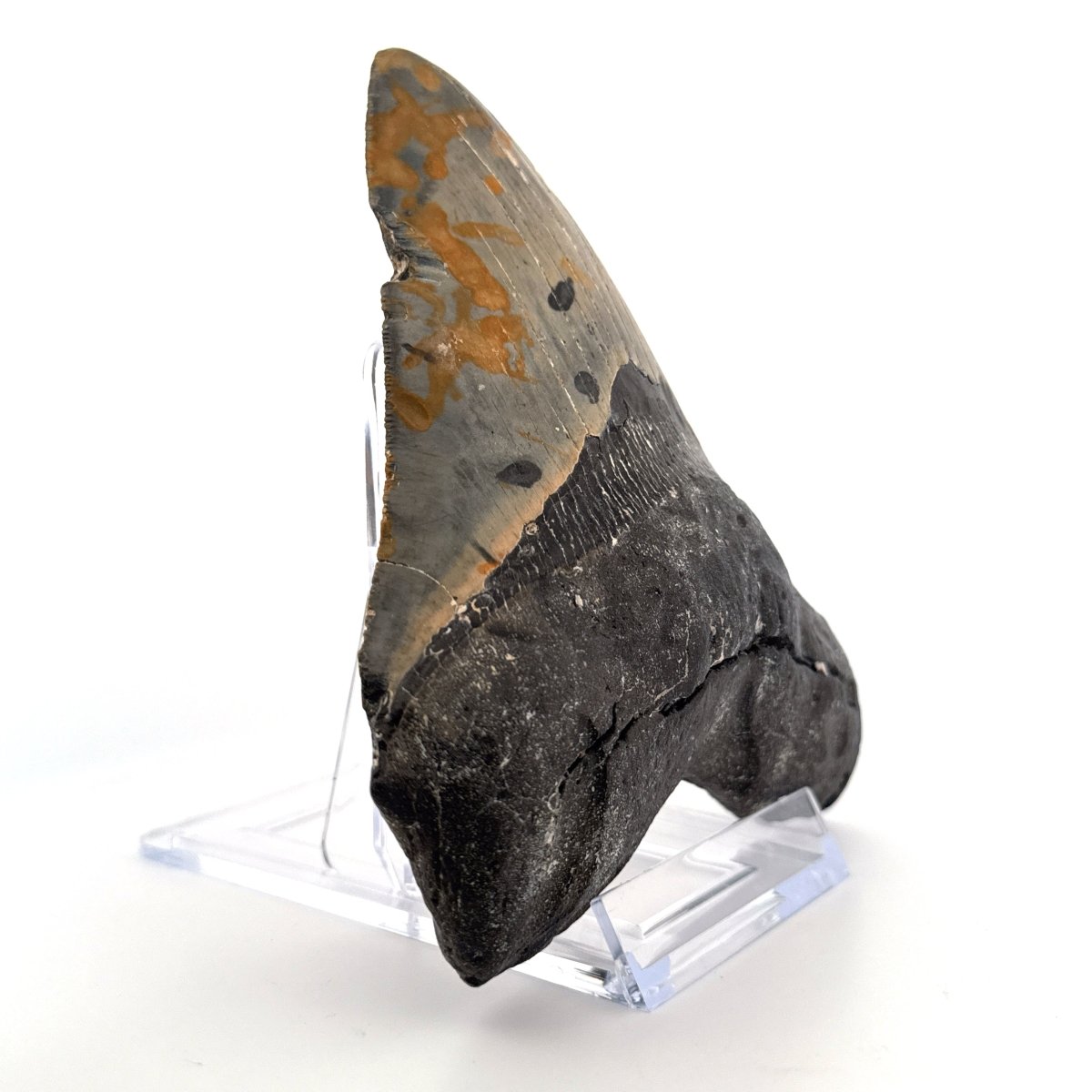 Megalodon tooth fossil (5.66") from Miocene, USA - FossilsAndMore
