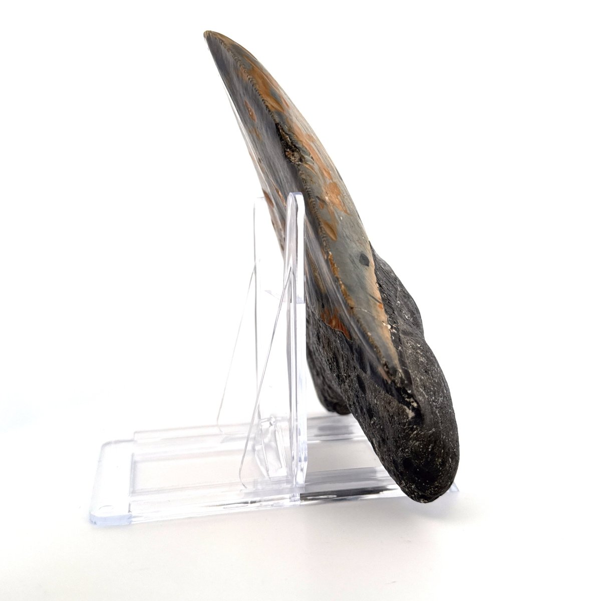 Megalodon tooth fossil (5.66") from Miocene, USA - FossilsAndMore