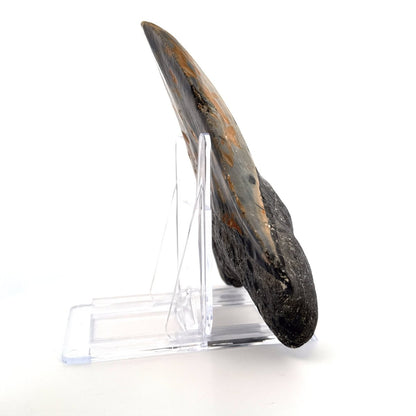 Megalodon tooth fossil (5.66") from Miocene, USA - FossilsAndMore