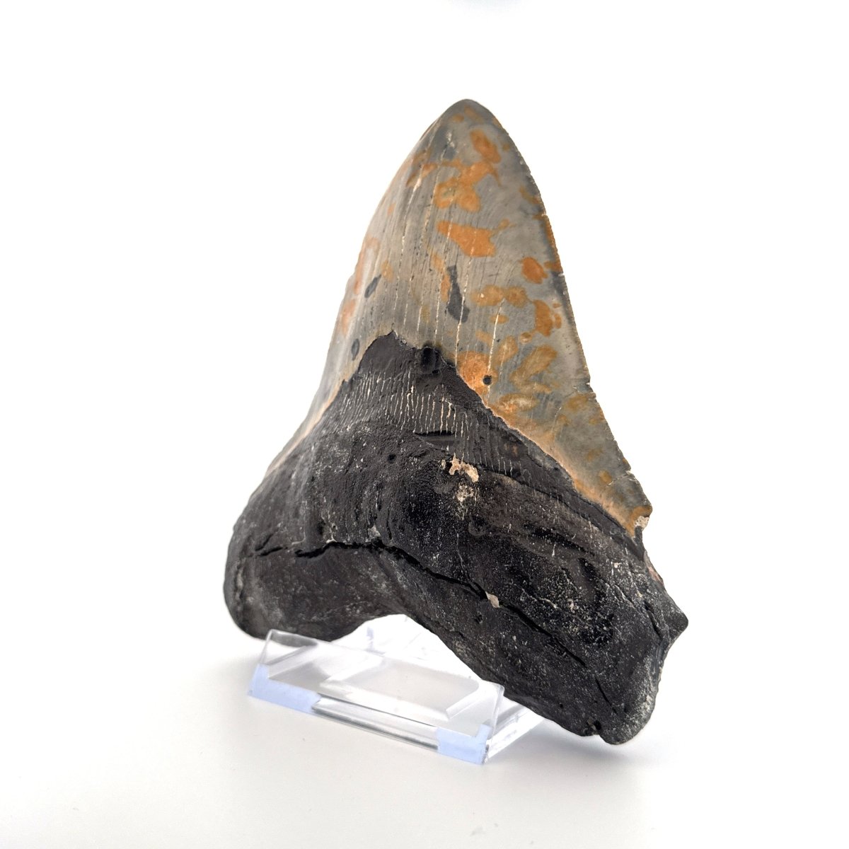 Megalodon tooth fossil (5.66") from Miocene, USA - FossilsAndMore