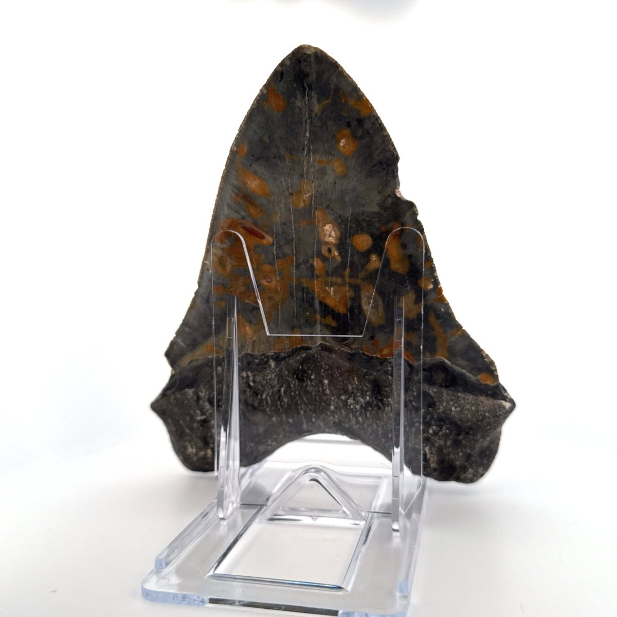 Megalodon tooth fossil (5.66") from Miocene, USA - FossilsAndMore