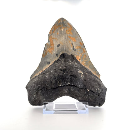 Megalodon tooth fossil (5.66") from Miocene, USA - FossilsAndMore