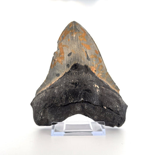 Megalodon tooth fossil (5.66") from Miocene, USA - FossilsAndMore