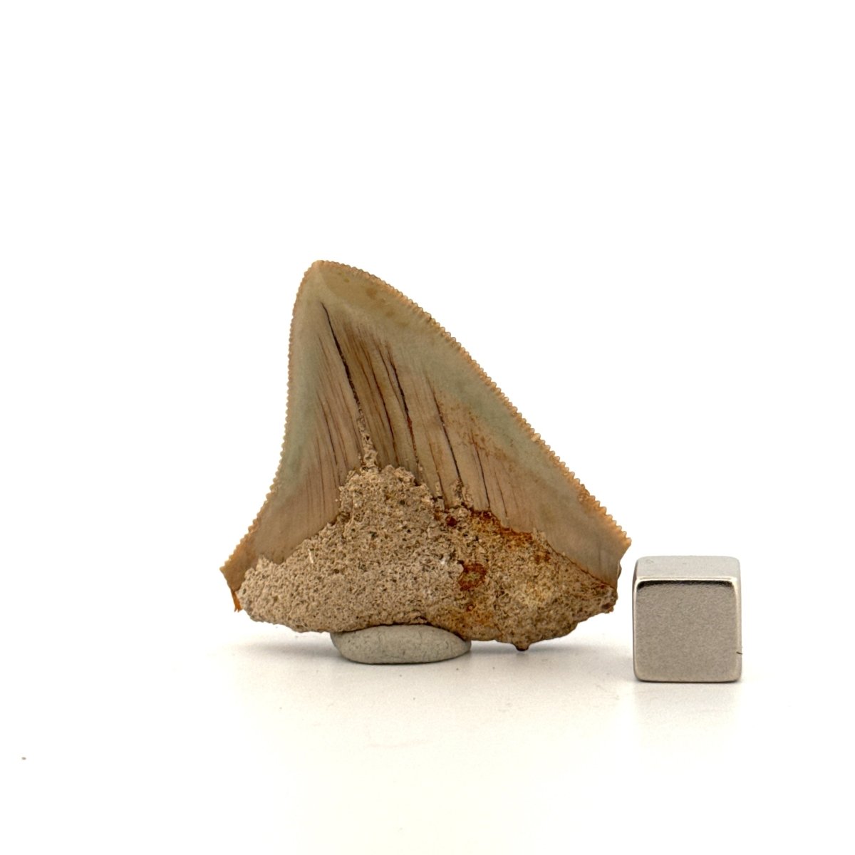Megalodon Tooth Fragment from Indonesia | 1.75" - FossilsAndMore