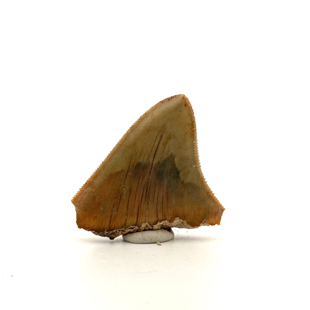Megalodon Tooth Fragment from Indonesia | 1.75" - FossilsAndMore