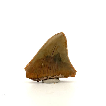 Megalodon Tooth Fragment from Indonesia | 1.75" - FossilsAndMore