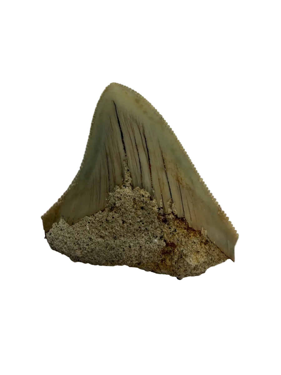 Megalodon Tooth Fragment from Indonesia | 1.75" - FossilsAndMore