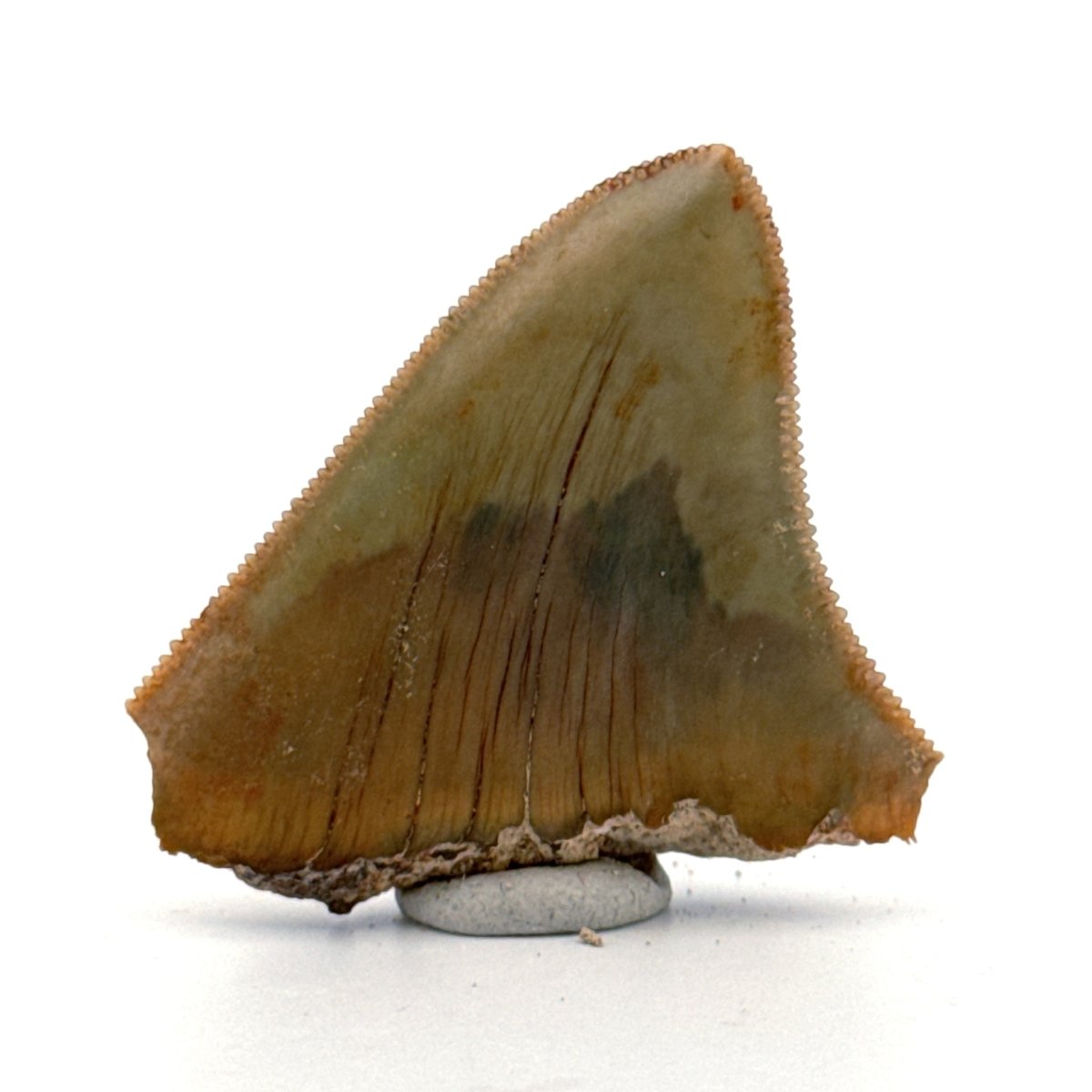 Megalodon Tooth Fragment from Indonesia | 1.75" - FossilsAndMore