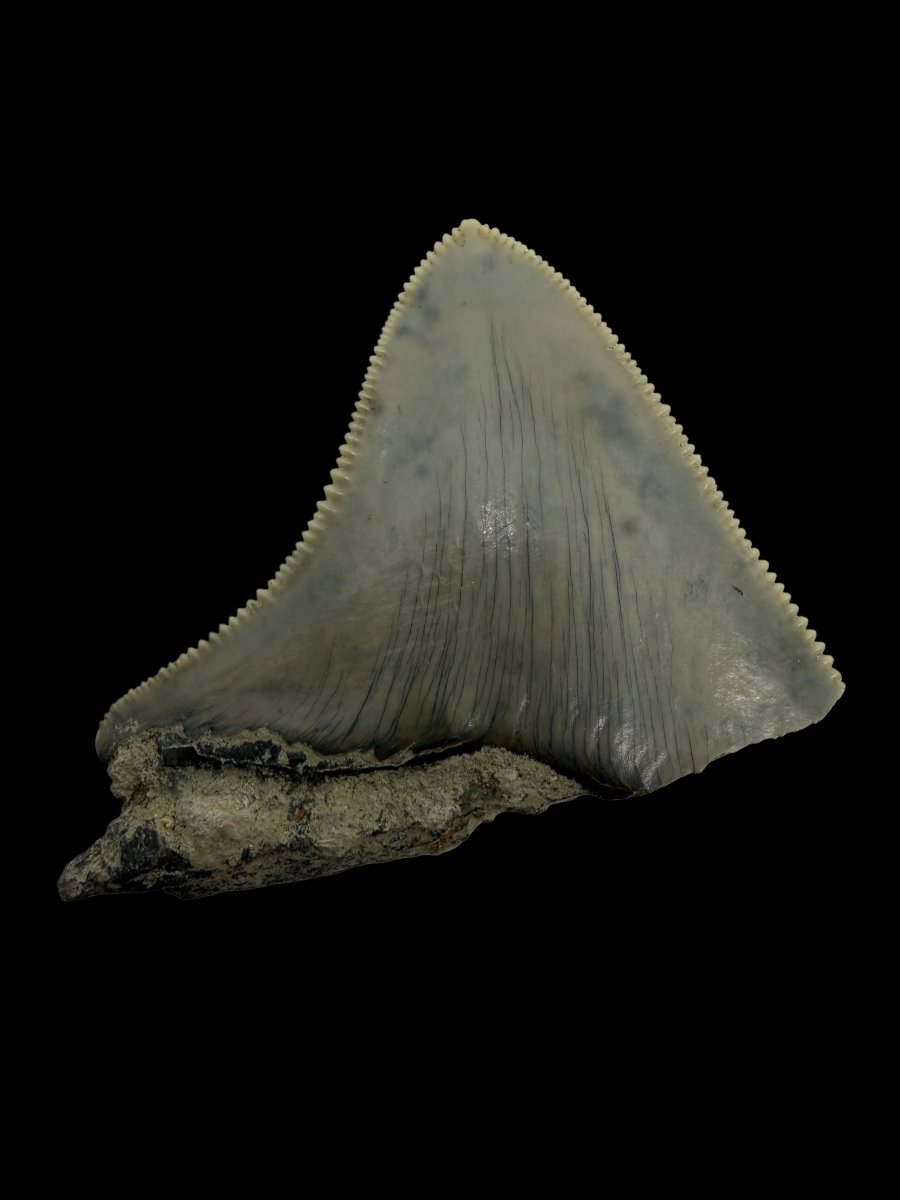 Megalodon Tooth Fragment from Indonesia | 2.08" - FossilsAndMore