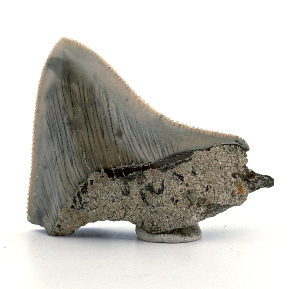Megalodon Tooth Fragment from Indonesia | 2.08" - FossilsAndMore