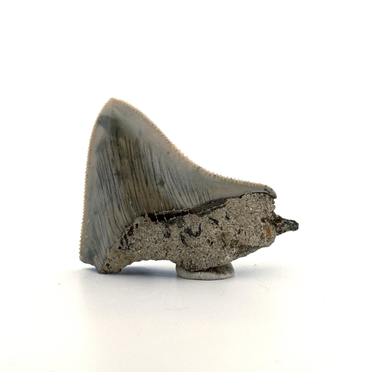 Megalodon Tooth Fragment from Indonesia | 2.08" - FossilsAndMore