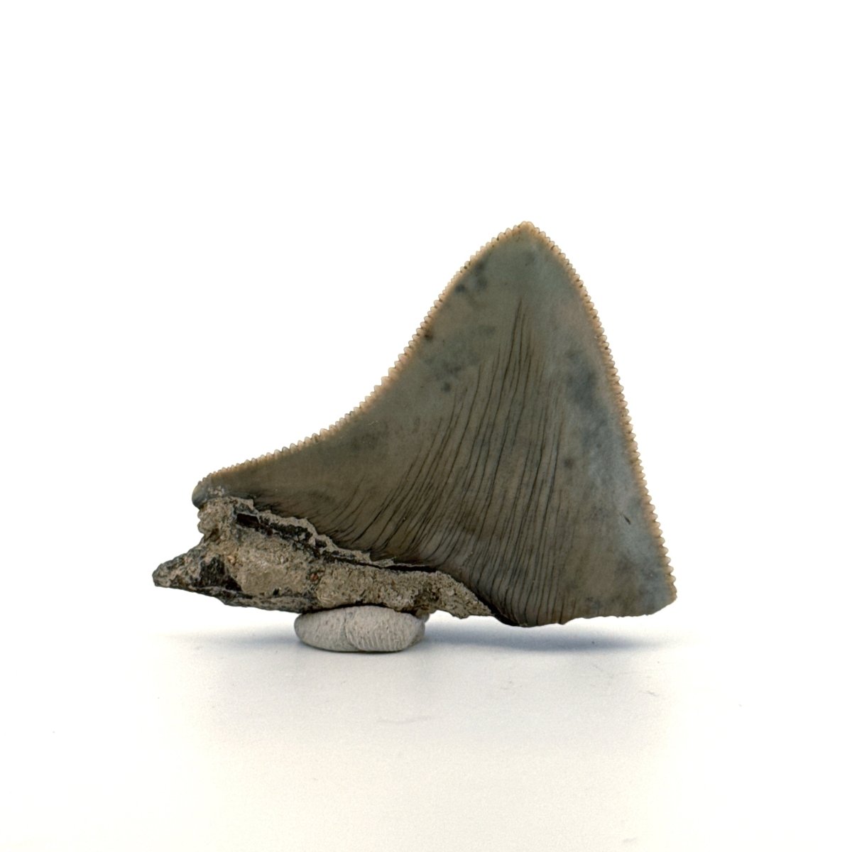 Megalodon Tooth Fragment from Indonesia | 2.08" - FossilsAndMore