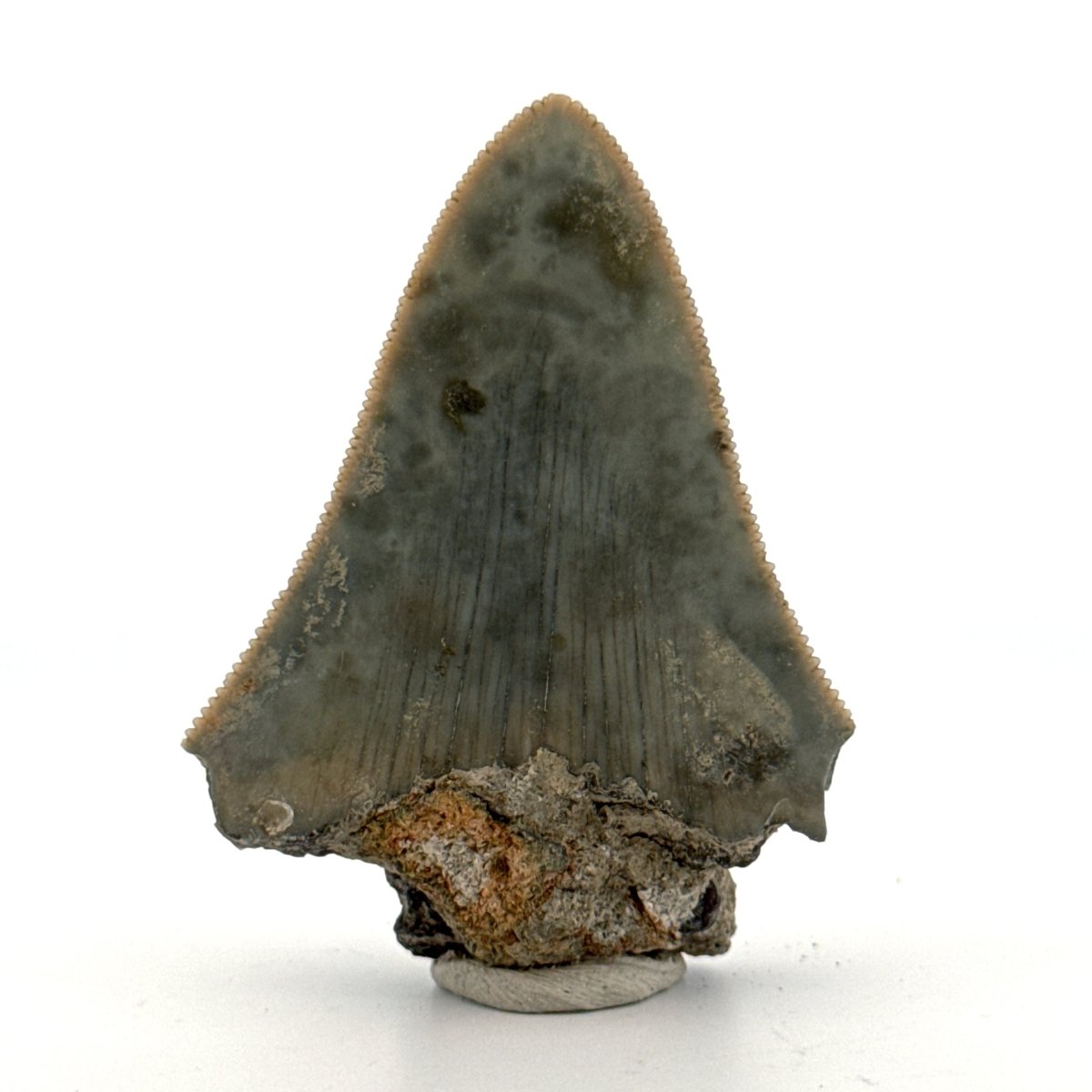 Megalodon Tooth Fragment from Indonesia | 2.17" - FossilsAndMore
