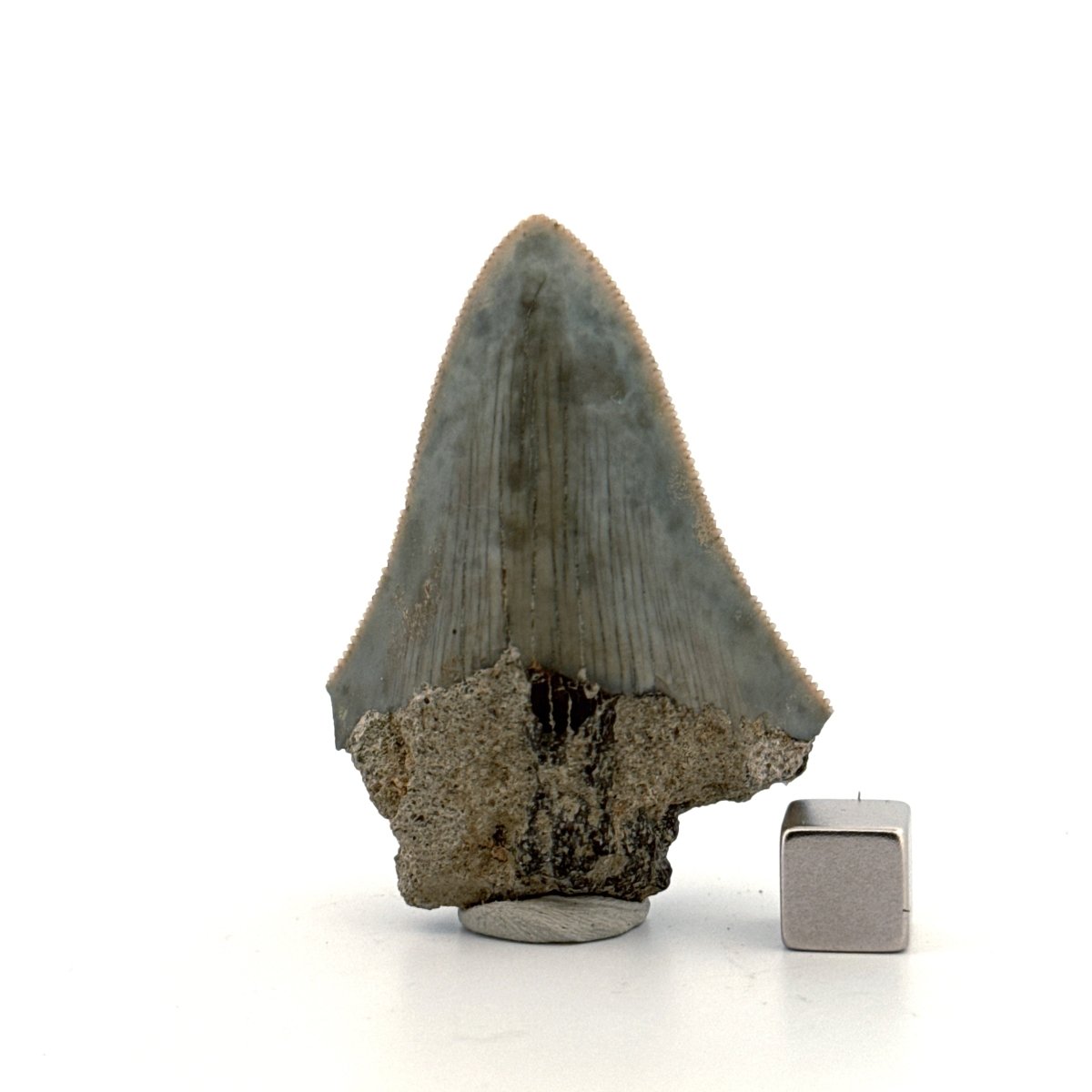 Megalodon Tooth Fragment from Indonesia | 2.17" - FossilsAndMore