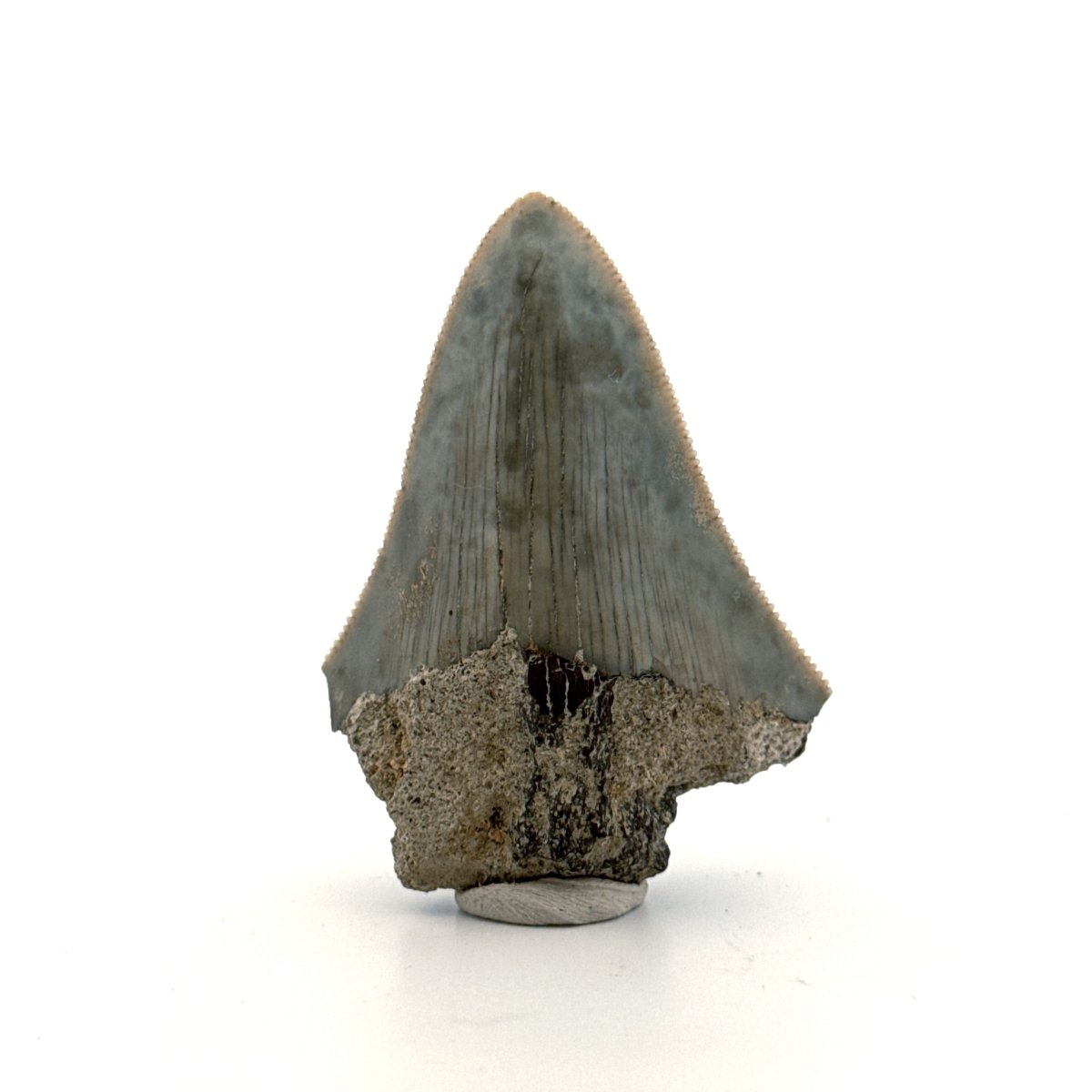 Megalodon Tooth Fragment from Indonesia | 2.17" - FossilsAndMore