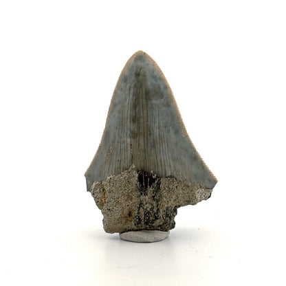 Megalodon Tooth Fragment from Indonesia | 2.17" - FossilsAndMore
