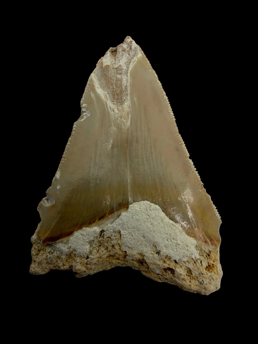 Megalodon Tooth Fragment from Italy | 2.68" - FossilsAndMore