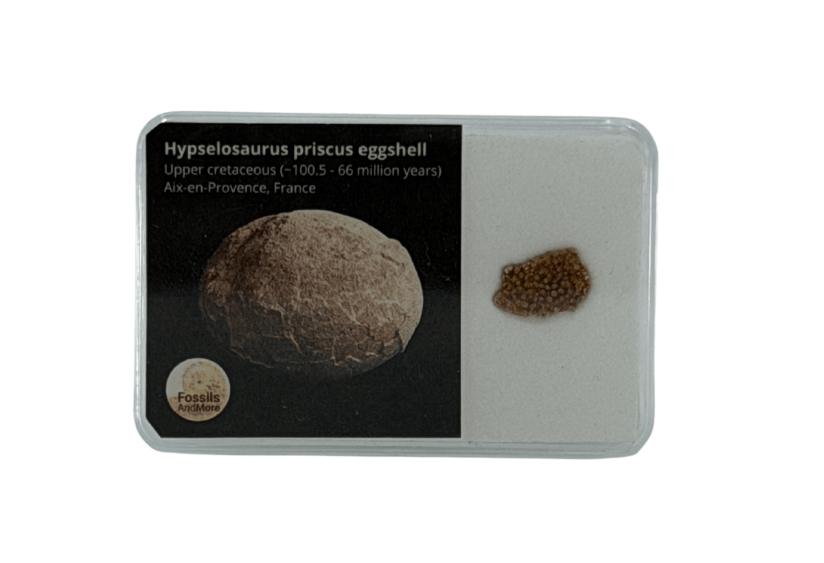 Megaloolithus Eggshell Fragment from Cretaceous, France - FossilsAndMore