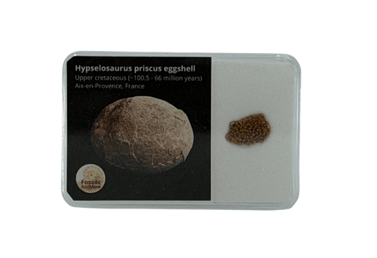Megaloolithus Eggshell Fragment from Cretaceous, France - FossilsAndMore